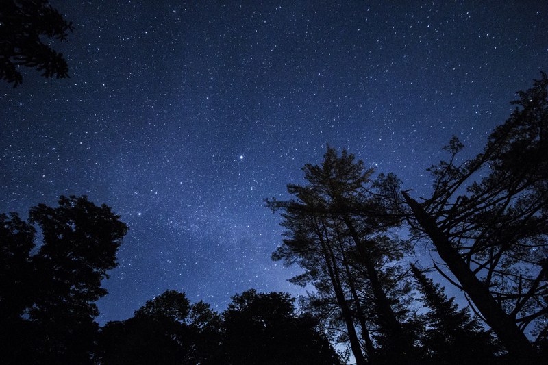 a low angle shot of a starry sky over silhouettes of trees, milkyway walk 4k
