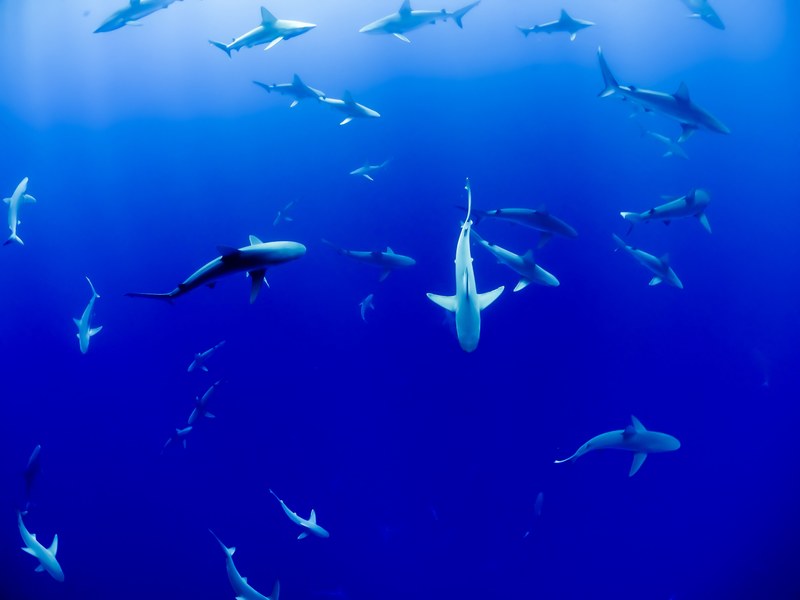 a large group of sharks in deep blue water, oahu sharks 4k