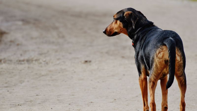 dog, walk, spotted, 4k