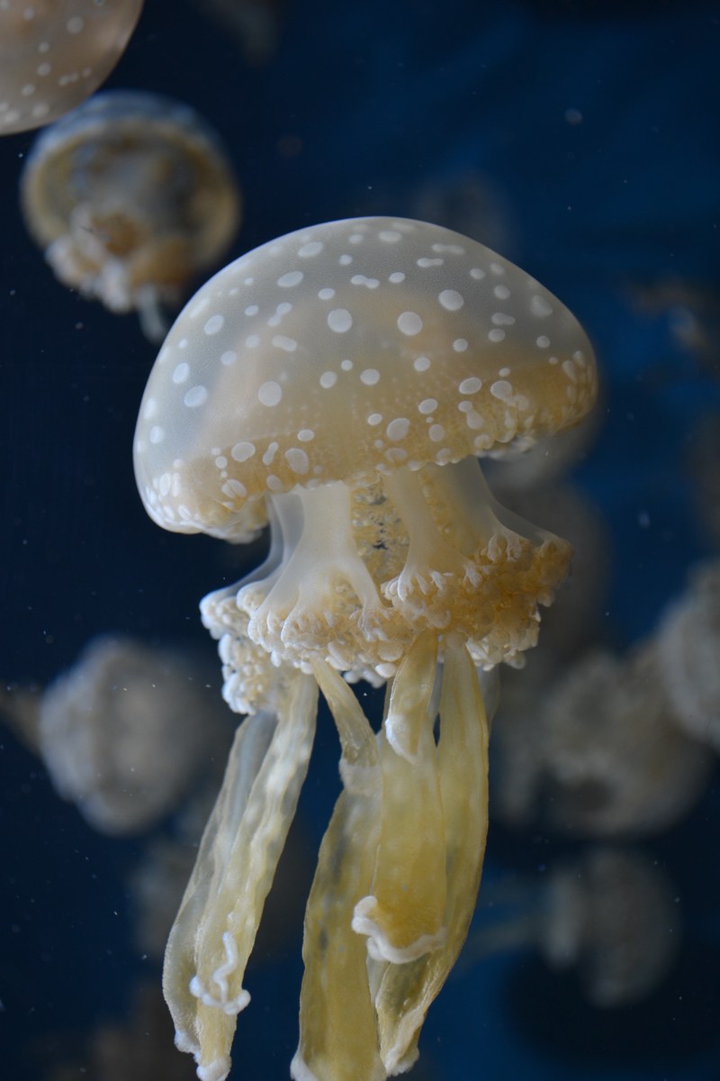 jellyfish underwater cauliflower and polka dot hd, 4k