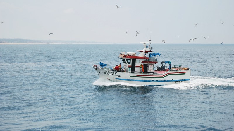 sea boat seagull and fishing 4k