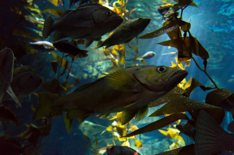 underwater aquarium and fish 4k