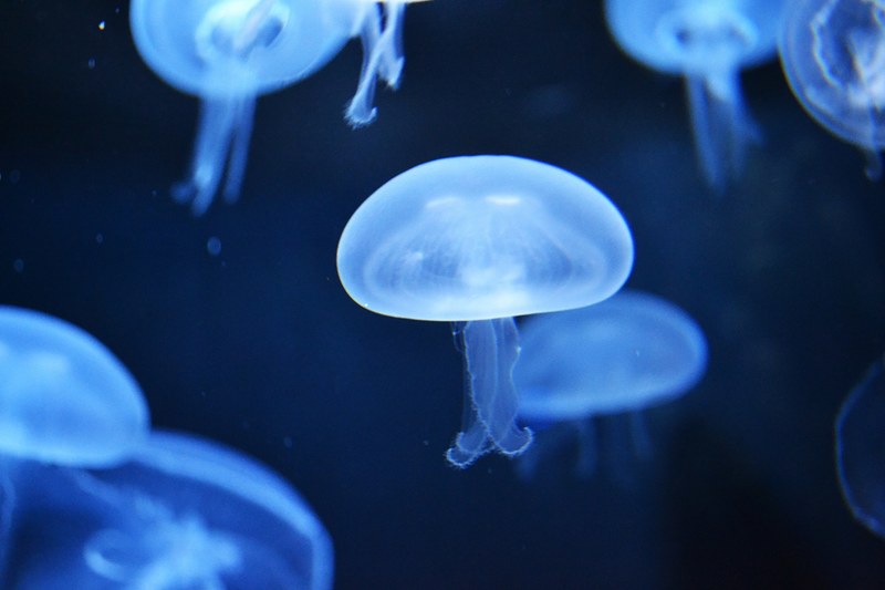 jellyfish blue water and underwater 4k