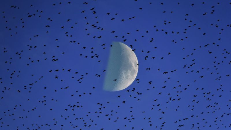 moon, birds, flock, sky, 4k