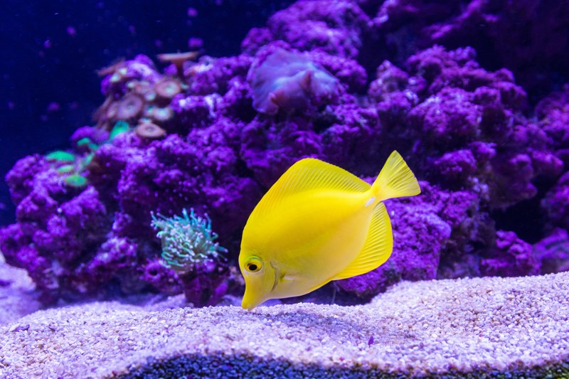 a yellow fish swimming at the bottom of the ocean near purple coral reefs, _yellow mellow 4k