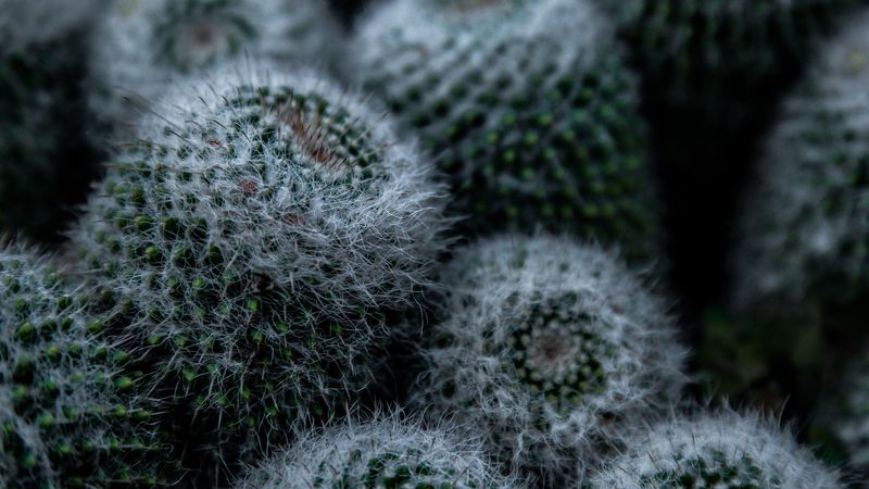 cactus, flower, thorns, 4k
