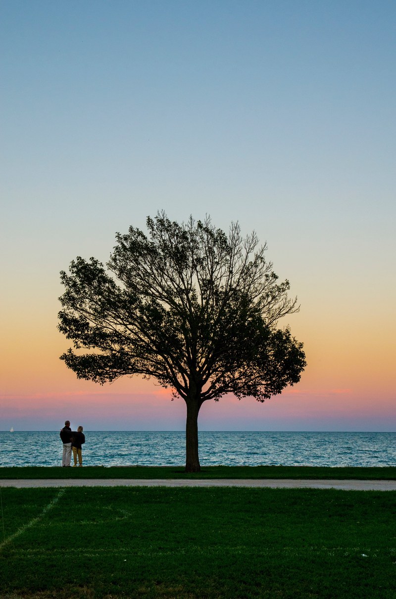tree silhouettes against the beach protects lovers who hold each other close, tree protects us 4k