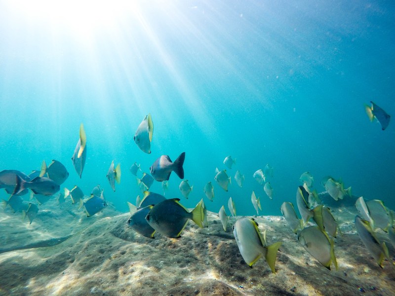 snorkeling sun light sun ray and sea life 4k