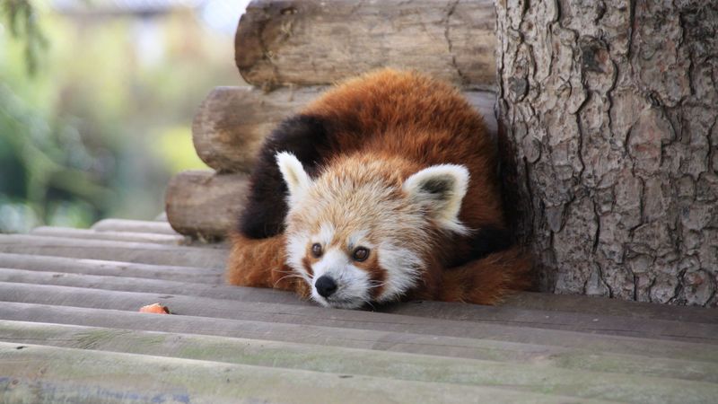 red panda, recline, panda, leisure, 4k