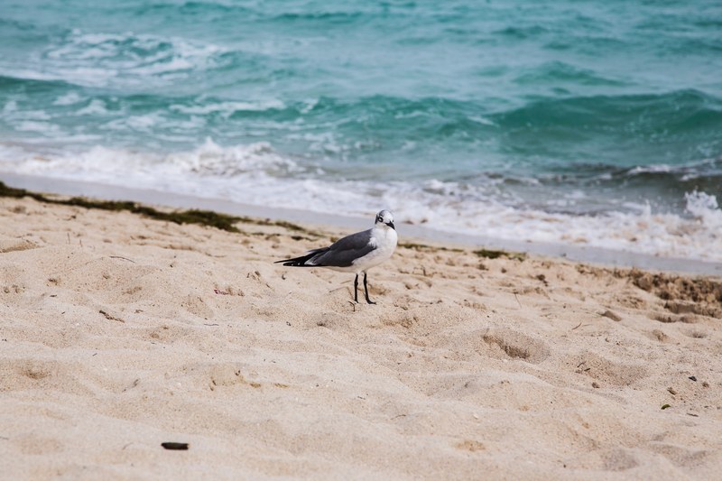 seaweed wild animal and seagull 4k