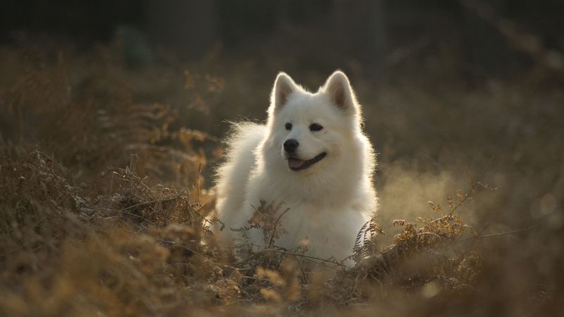 samoyed dog, dog, cute, protruding tongue, 4k