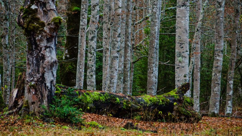 forest, trees, birch, moss, 4k
