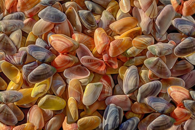 coquina shells 4k