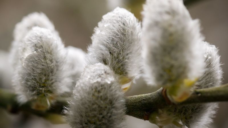willow, feathers, close-up, drops, 4k