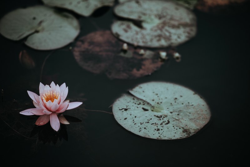a pink water lily next to lily pads on the dark surface of a pond, lily pad 4k