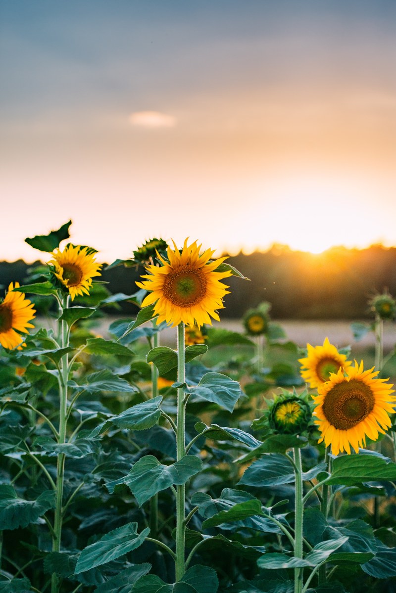 field forest warsaw and sunset hd, 4k