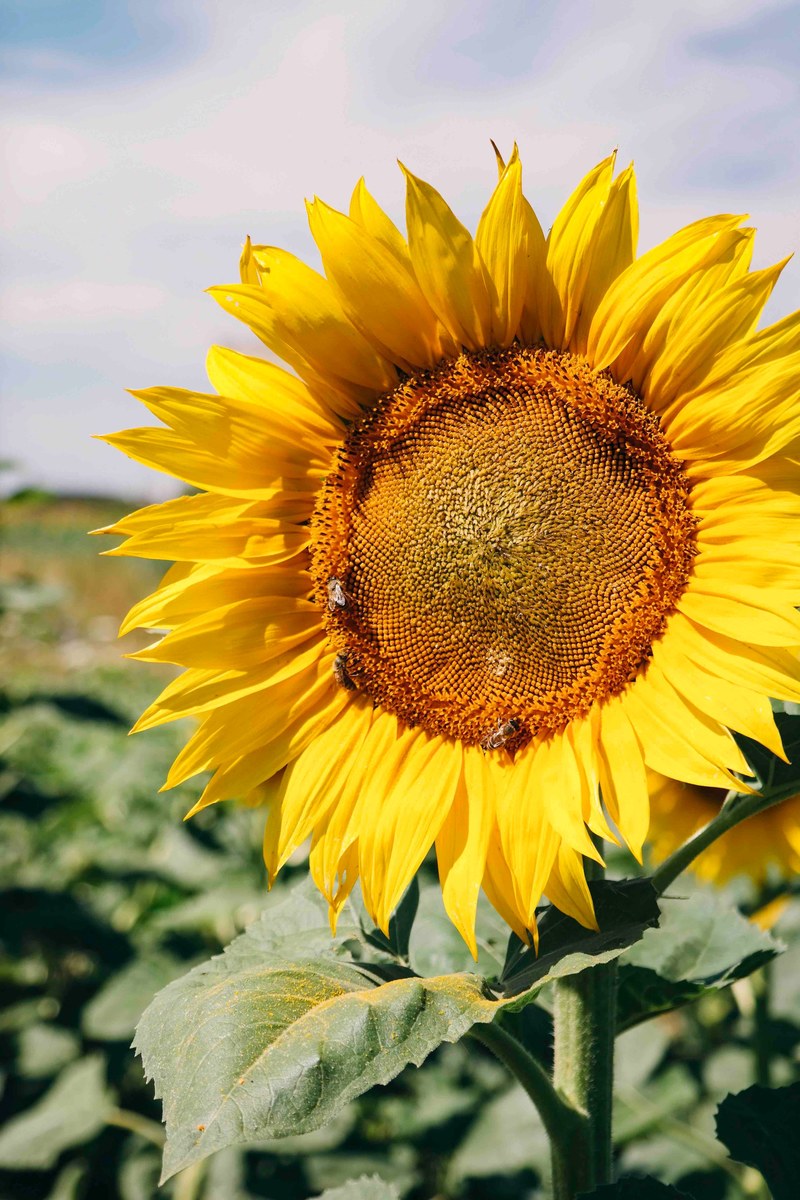 bee nature field of sunflower and field of flower hd, 4k