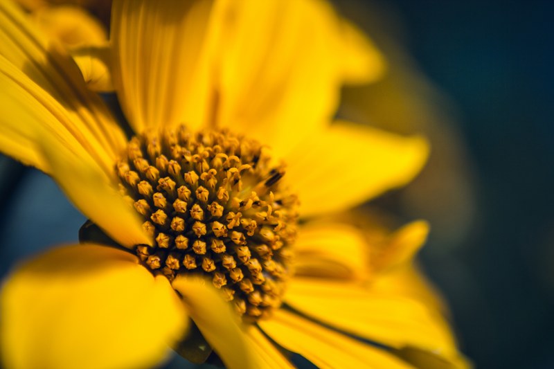 blurry close up of a flower head with yellow center and yellow petals, bright yellow flower in close up 4k