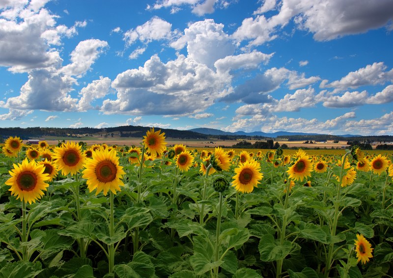 summer sunflowers 4k