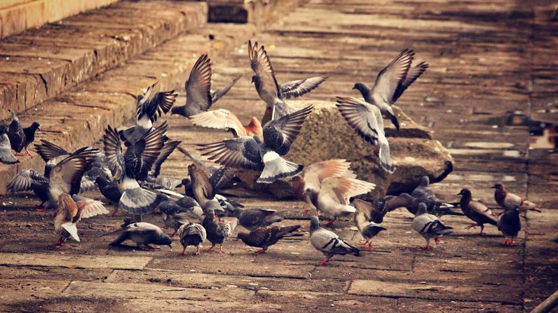 doves, birds, flock of birds, city, 4k