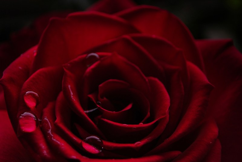 burgundy rose 4k
