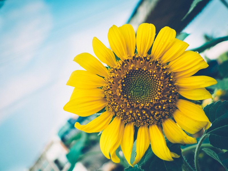 close up of a large sunflower head, sunflower in bloom 4k