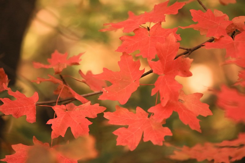 patrick hendry elegance of red 4k
