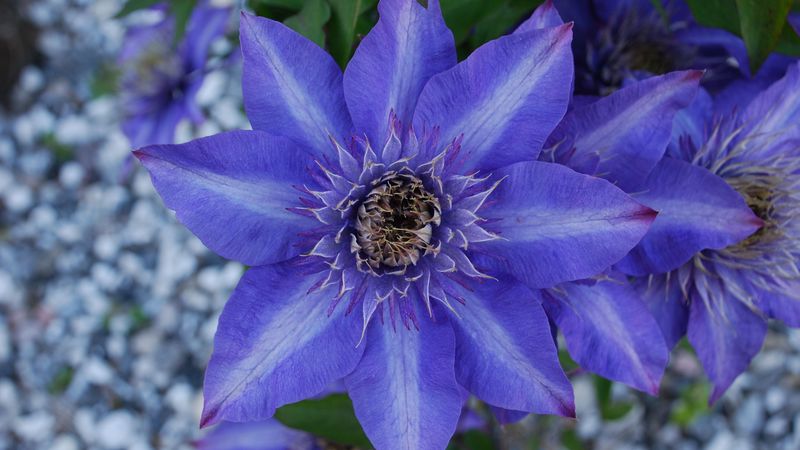 clematis, royalty, flower, petals, 4k