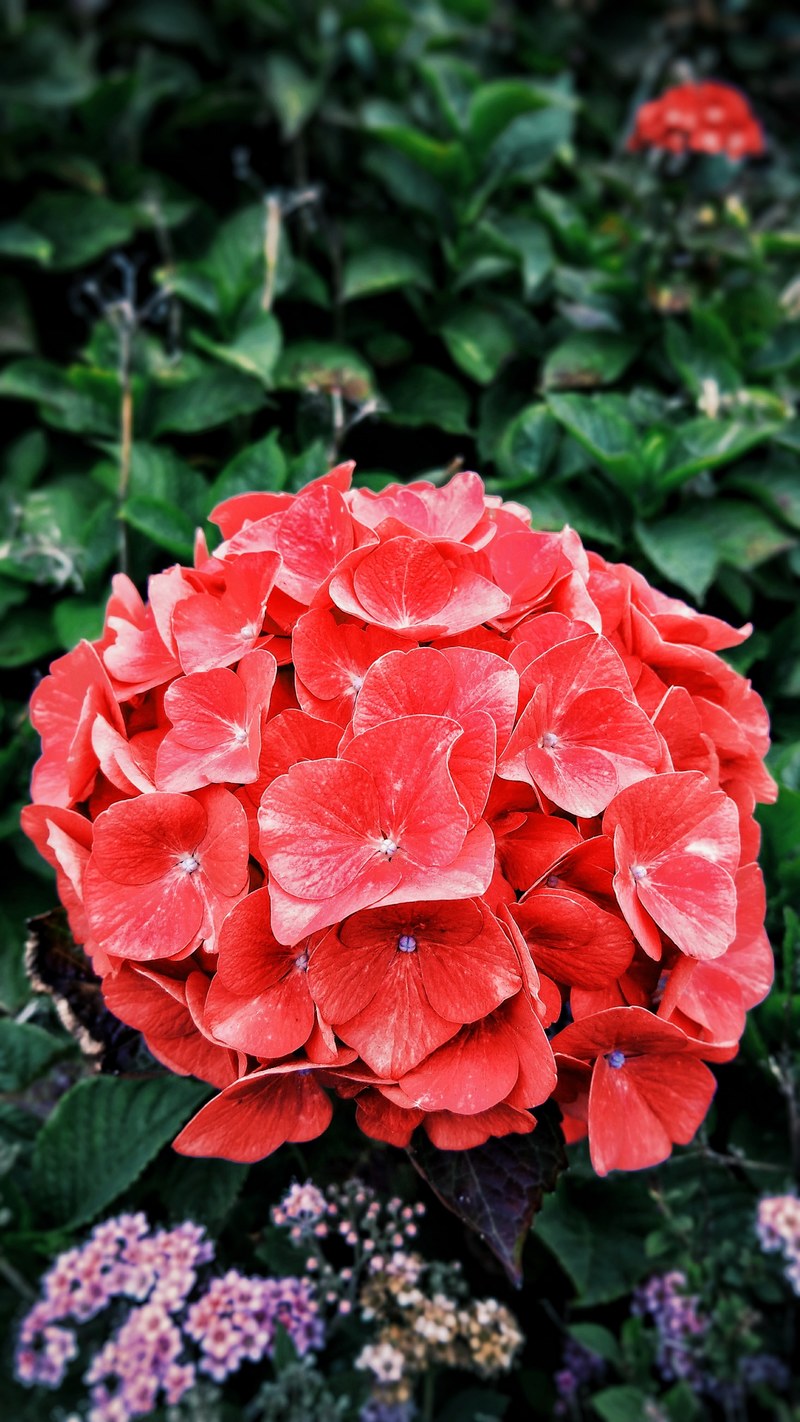 petal flower plant and rose hd, 4k