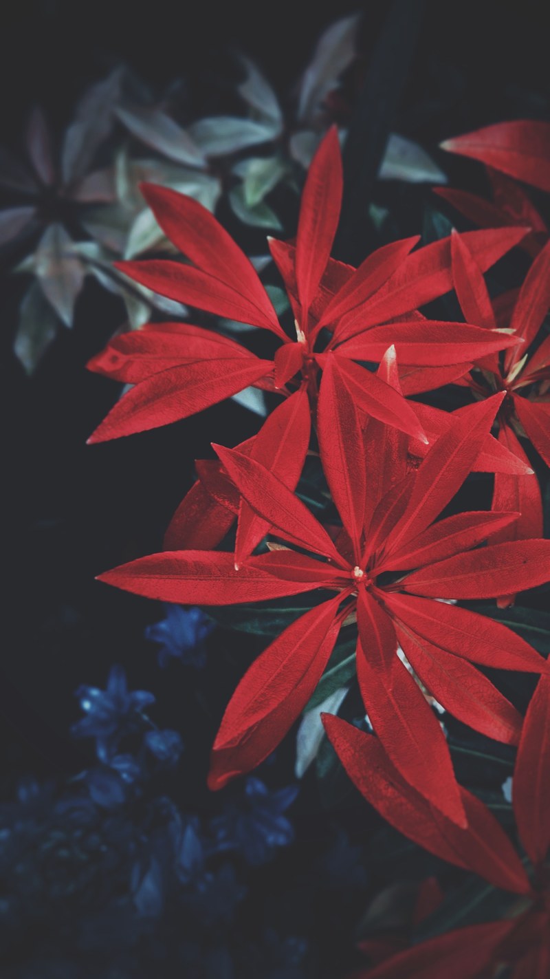 pattern graphic garden and fall hd, 4k