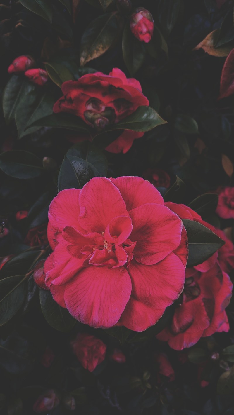 valentine flower petal and rose hd, 4k