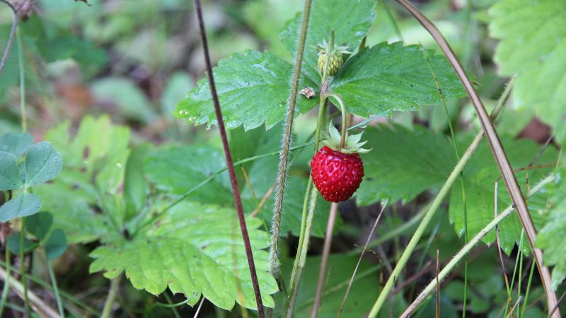 strawberry, wild berry, leaves, 4k