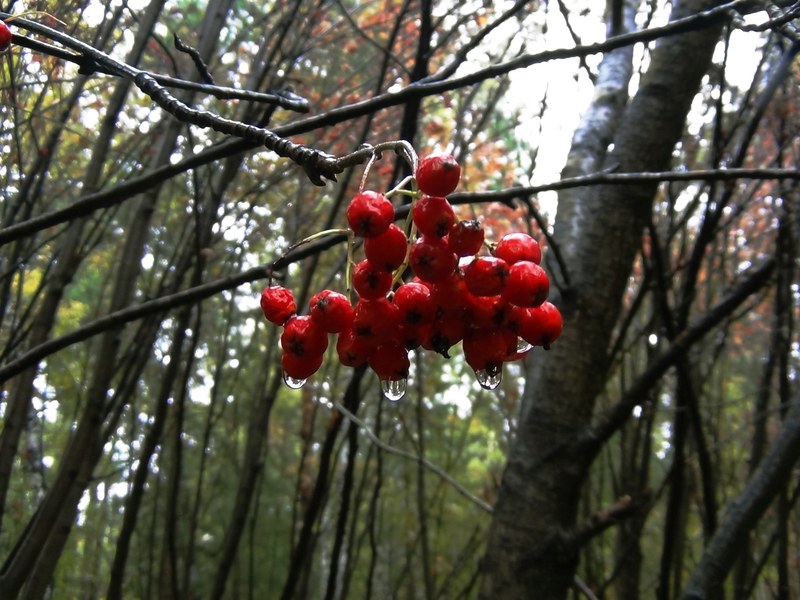 rowan tree and forest 4k