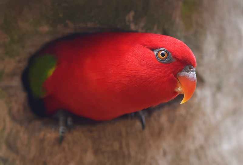 nesting lorikeet 4k