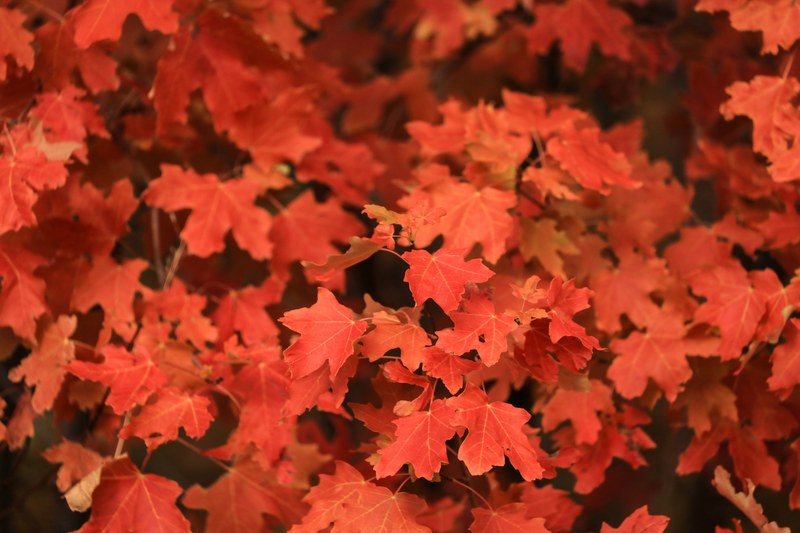 patrick hendry textured red 4k