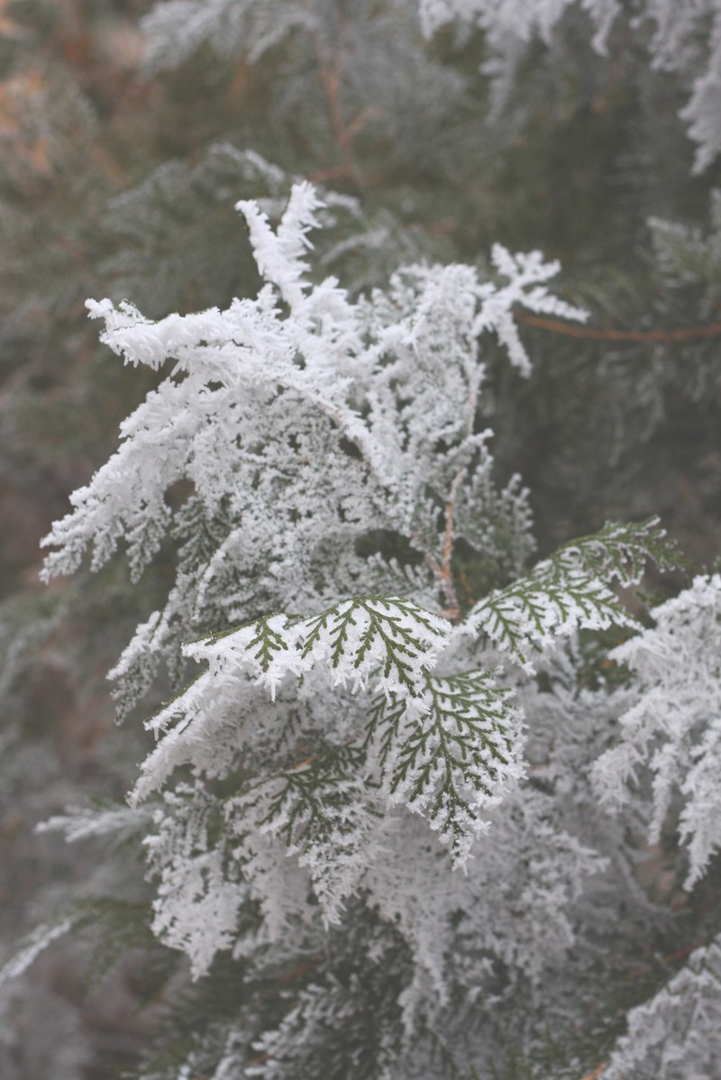 close up of a snow covered fir leaf, snow covered fir leaf 4k