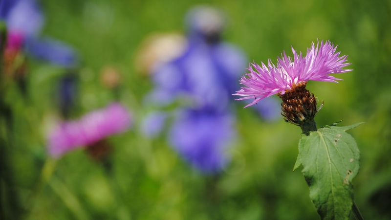 flower, macro, blurring, 4k