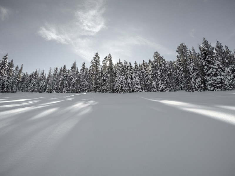a far back image capturing the treeline and shows from a snowy forest, snowy forest shadows 4k