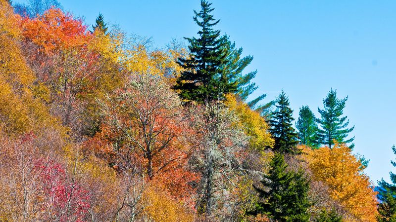 nature, trees, autumn, 4k