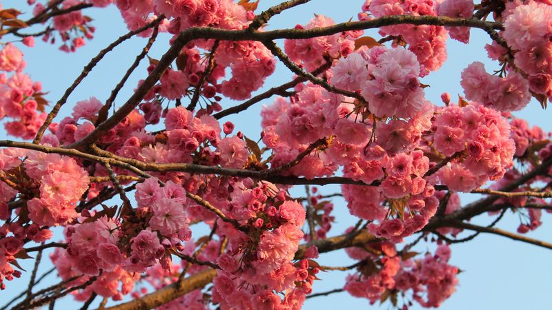 tree, flower, bloom, spring, 4k