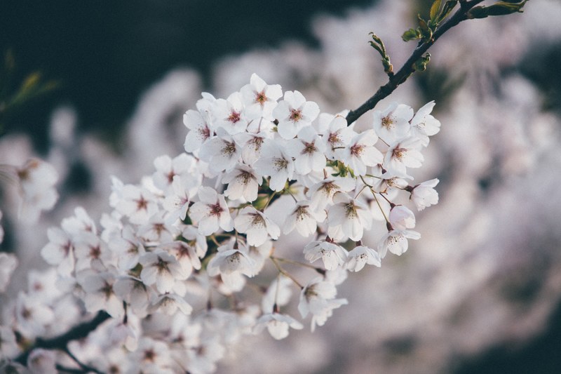 close up of white blossom on a thin branch, thin branch with white blossom 4k