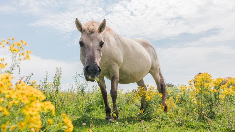 spotting the konik horse 4k