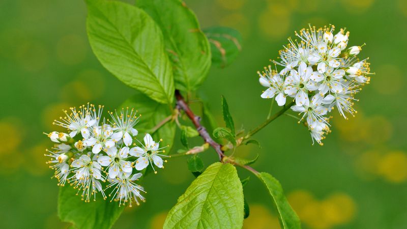flowers, bird cherry, flowering, leaves, 4k