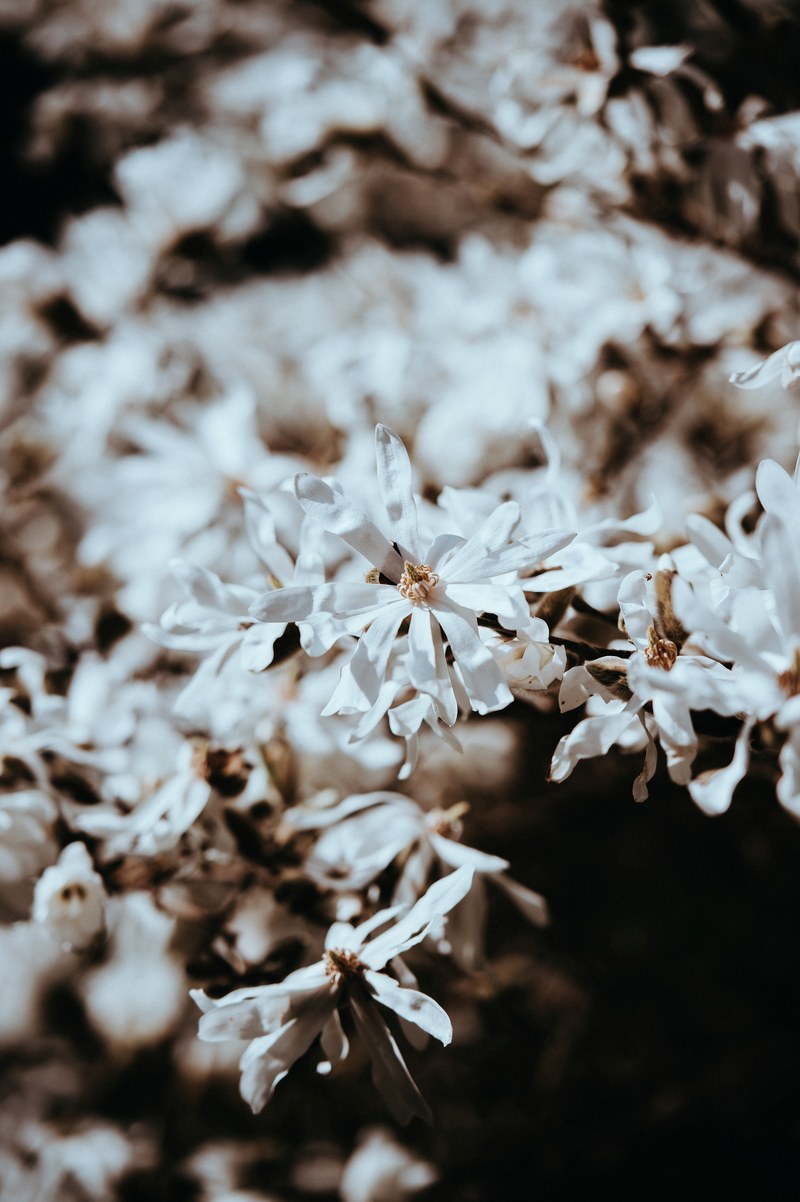 flower garden petal and bloom hd, 4k