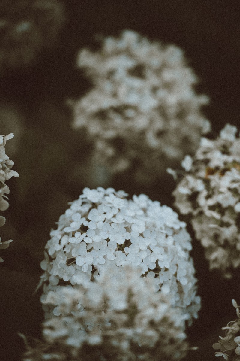 flower plant blossom and in bloom hd, 4k
