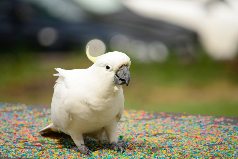parrot macaw white and beak 4k