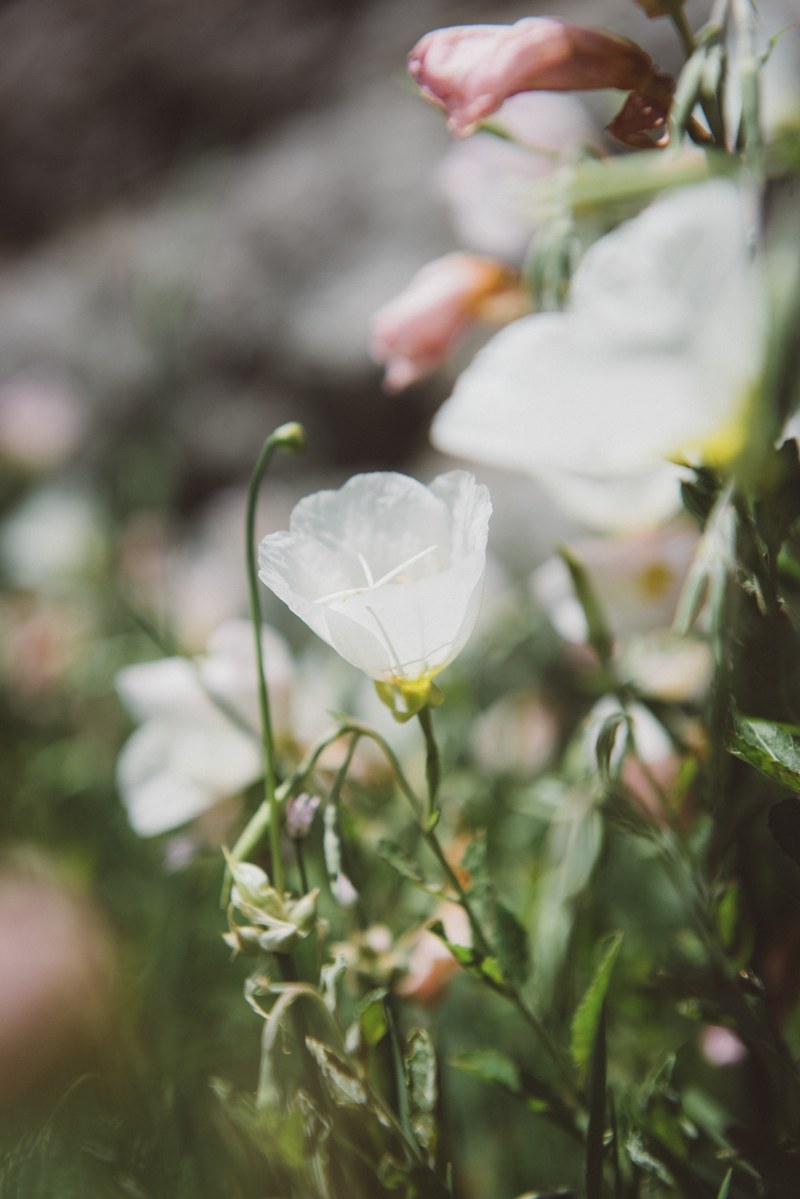 close up of white flower plants with big petals in spring orchard knob, flower orchard knob 4k