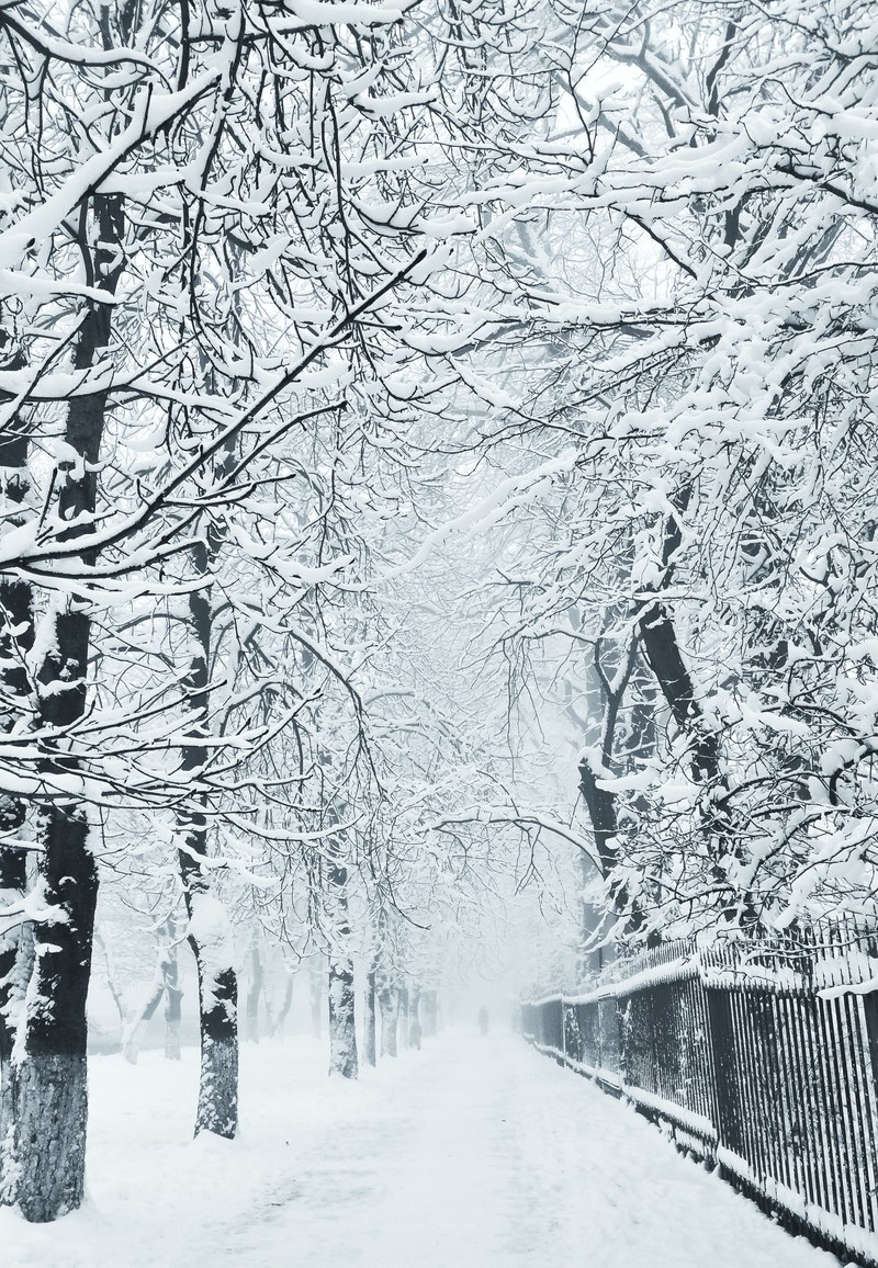 snow tree park and woodland hd, 4k