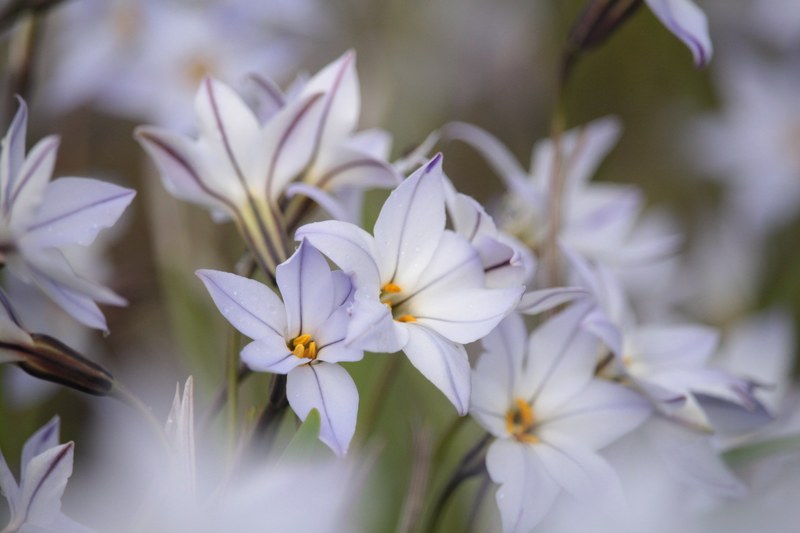 small preciou pastel and delicate 4k