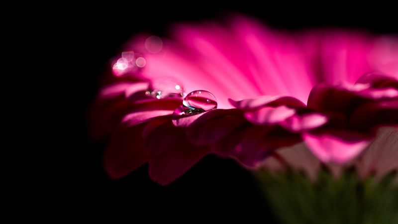 gerbera, flower, petals, bud, drop, 4k